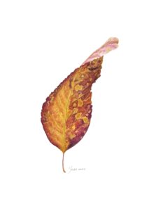 01 Autumn Leaf 2023